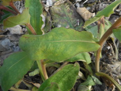 Pulmonaria