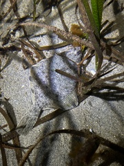 Platichthys stellatus