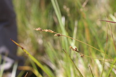 Carex leporina