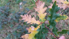 Quercus estremadurensis