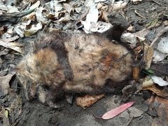 Didelphis pernigra