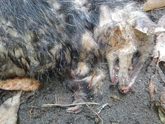 Didelphis pernigra