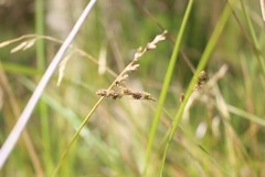 Carex leporina