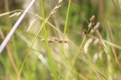 Carex leporina