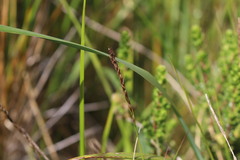Carex delacosta