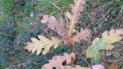 Quercus estremadurensis