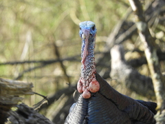 Meleagris gallopavo intermedia