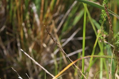Carex delacosta