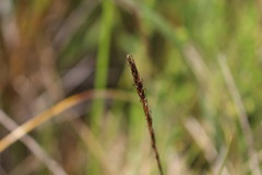 Carex delacosta