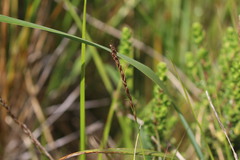 Carex delacosta