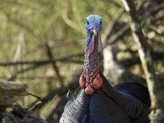 Meleagris gallopavo intermedia