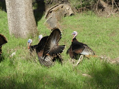Meleagris gallopavo intermedia