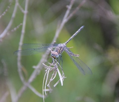 Trithemis donaldsoni