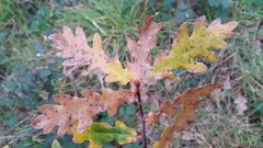 Quercus estremadurensis