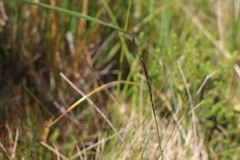 Carex delacosta