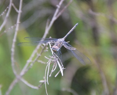 Trithemis donaldsoni