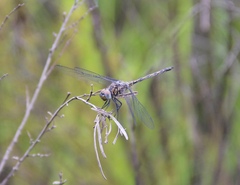Trithemis donaldsoni
