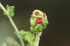 Sarcopoterium spinosum