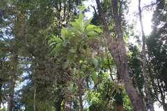 Acrisione cymosa