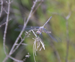 Trithemis donaldsoni