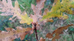Quercus estremadurensis