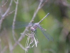 Trithemis donaldsoni