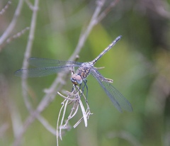 Trithemis donaldsoni