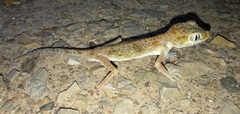 Stenodactylus doriae