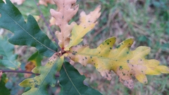 Quercus estremadurensis