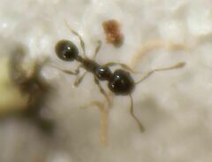 Pheidole adrianoi