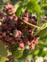 Rhus integrifolia