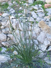 Asphodelus