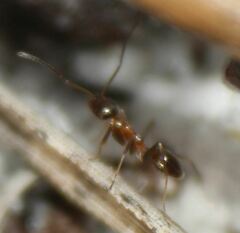 Dorymyrmex bossutus