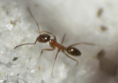 Dorymyrmex bossutus