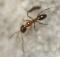 Dorymyrmex bossutus