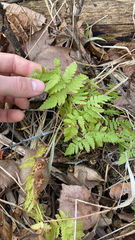 Gymnocarpium dryopteris
