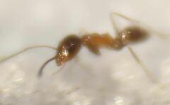 Dorymyrmex bossutus