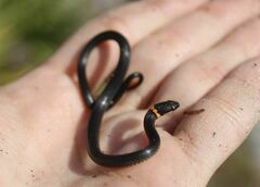 Diadophis punctatus punctatus