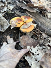 Amanita parcivolvata