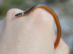 Diadophis punctatus punctatus