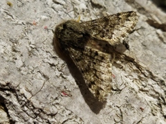 Apocheima hispidaria