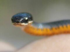 Diadophis punctatus punctatus