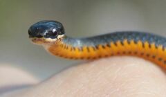 Diadophis punctatus punctatus