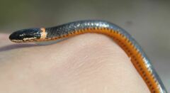 Diadophis punctatus punctatus