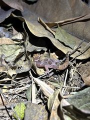 Cyrtodactylus collegalensis