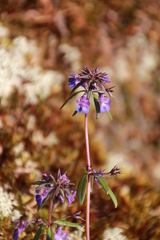 Collinsia grandiflora
