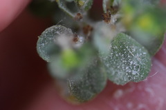 Podosphaera euphorbiae