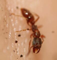 Pseudoponera stigma