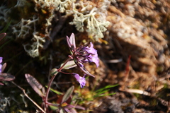 Collinsia grandiflora