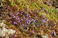 Collinsia grandiflora